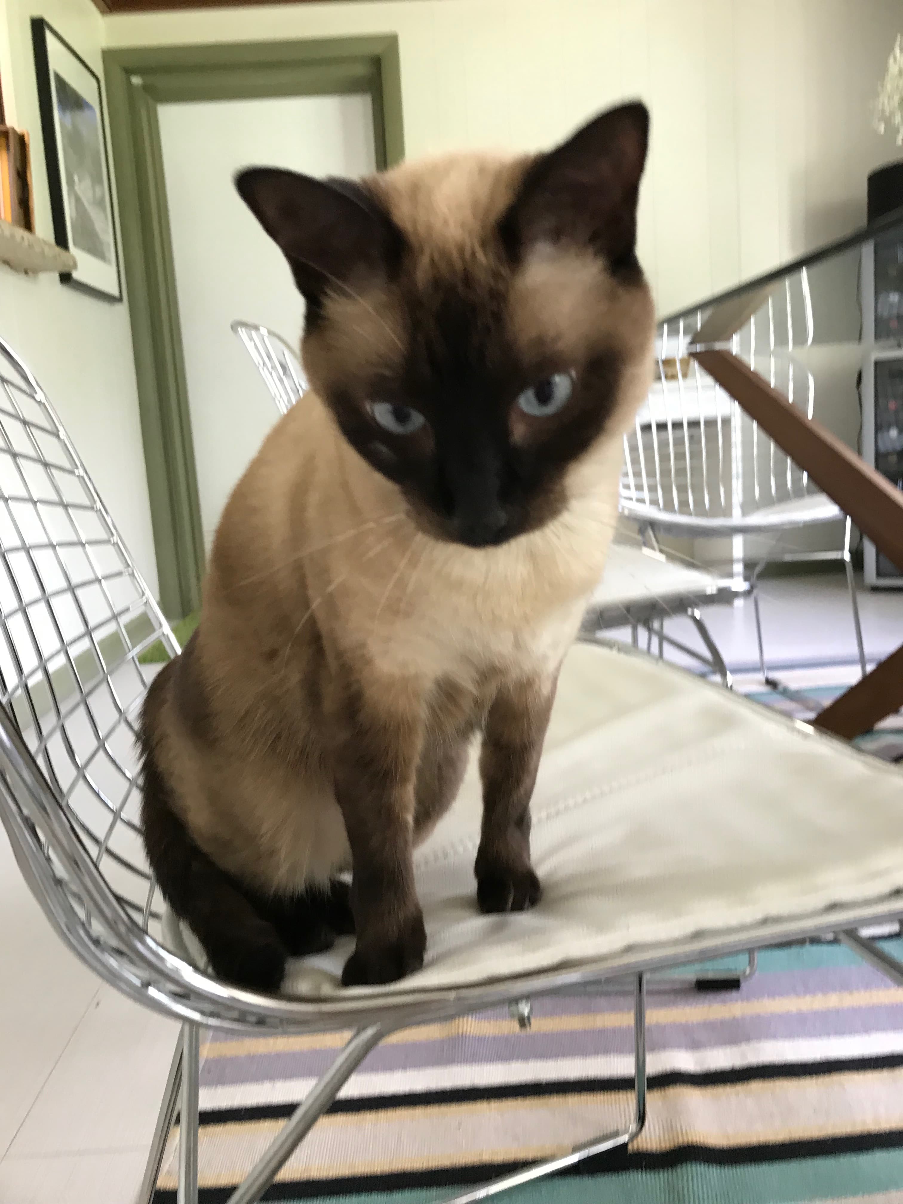 SCARLET, back home in MIAMI FL