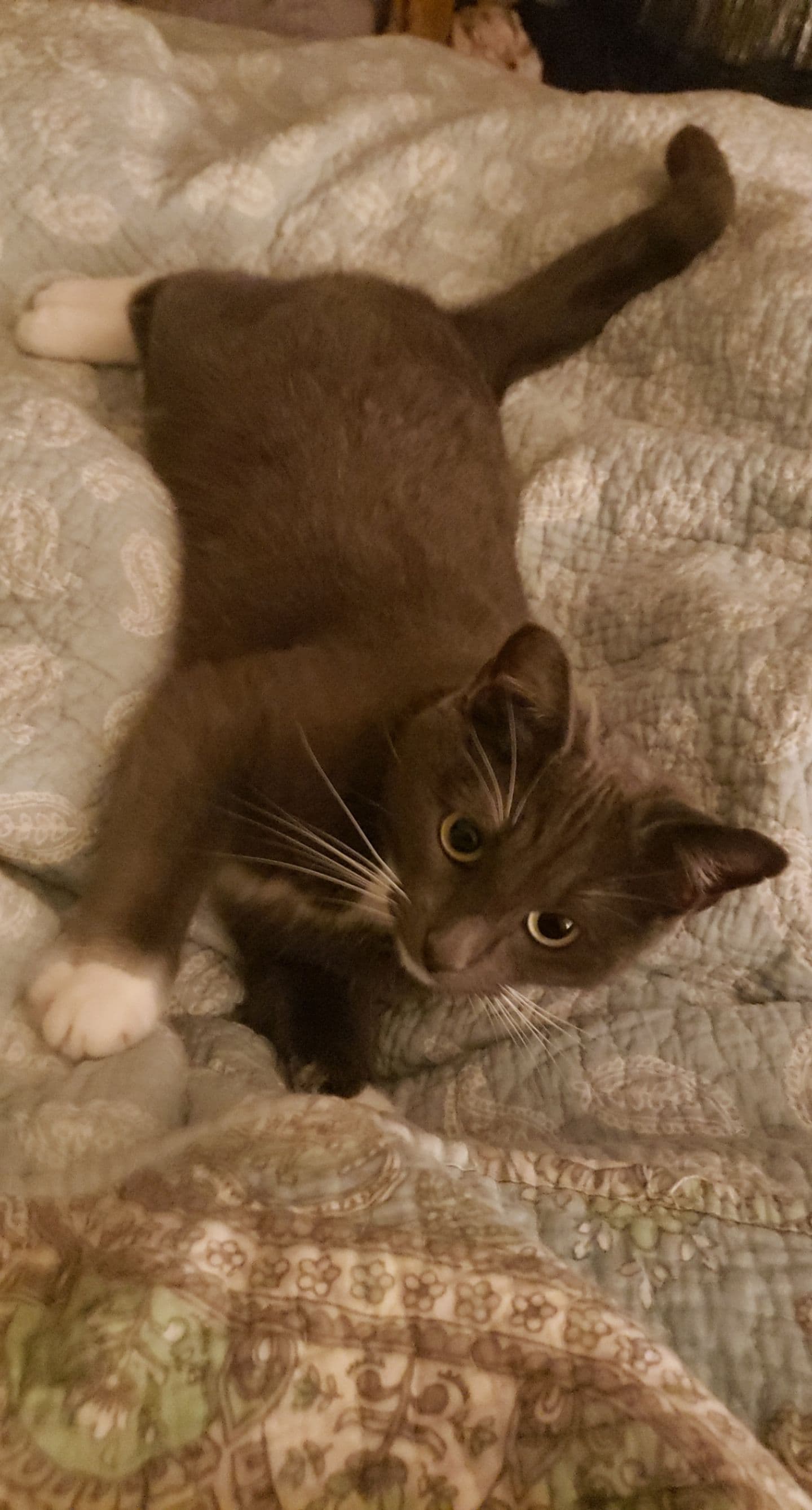 Mama Cat, back home in California