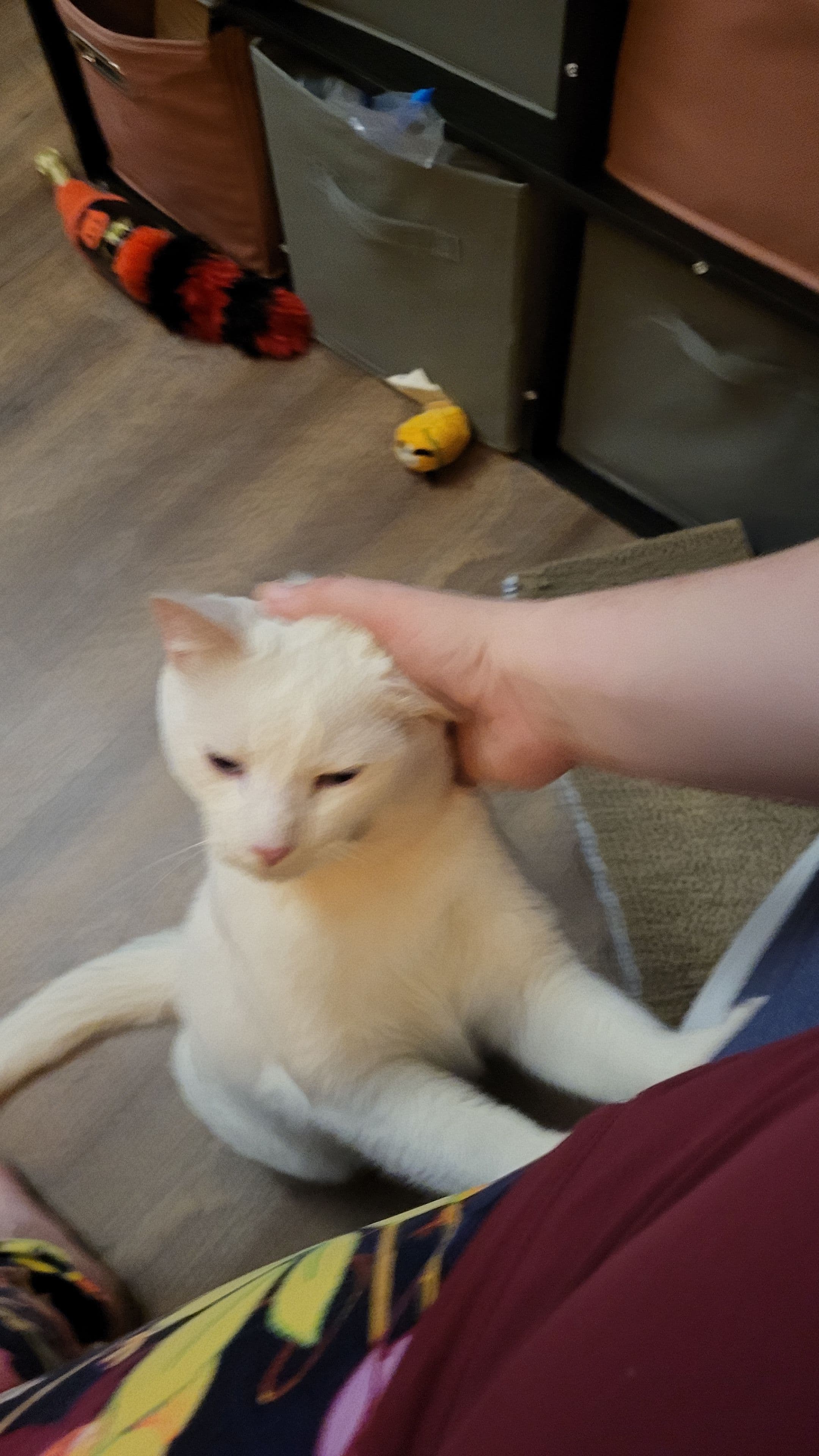 Snowball, back home in Pennsylvania