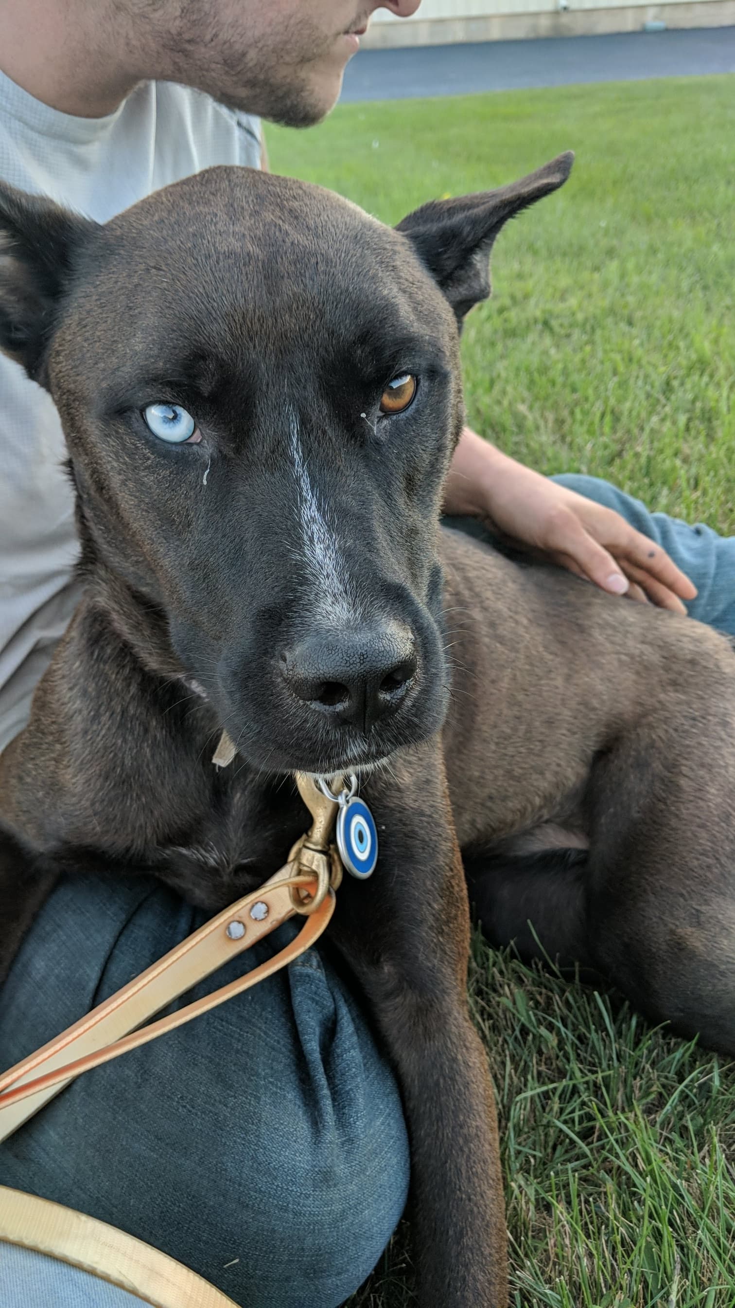 Balto, back home in Illinois