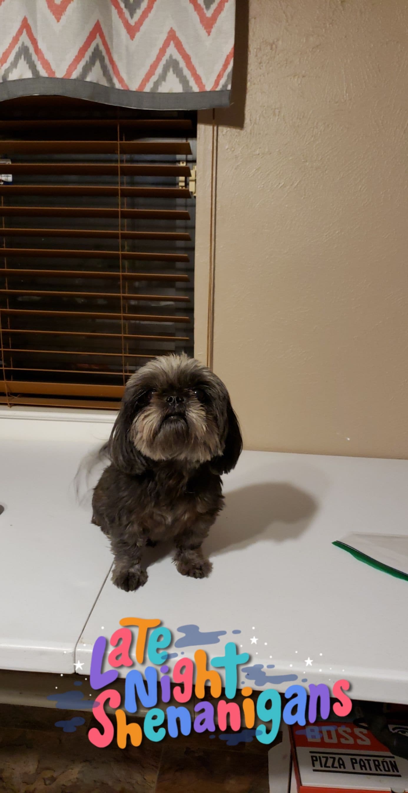 Digby, back home in Texas