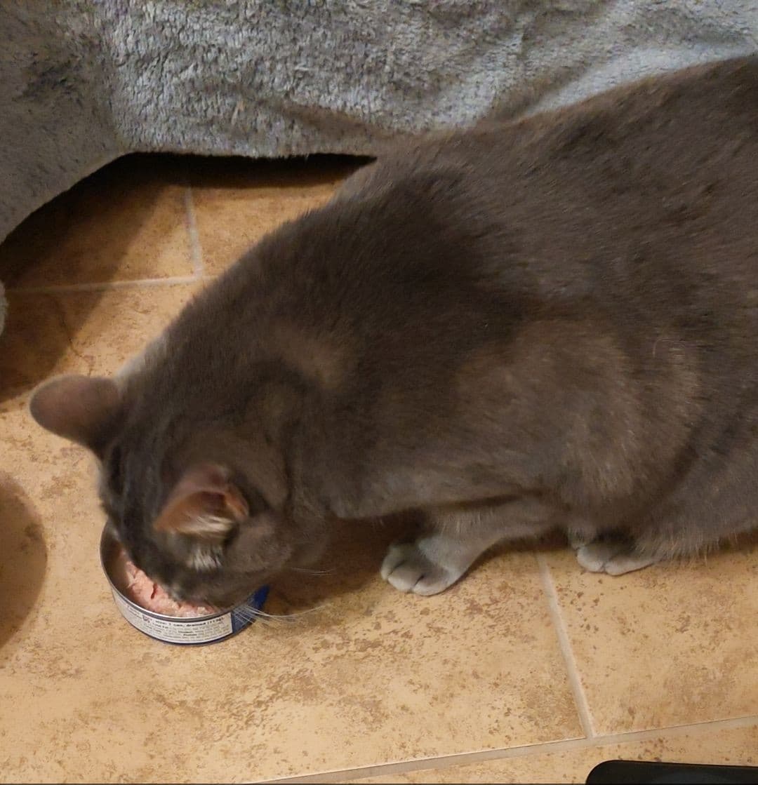 Boba, back home in Kansas