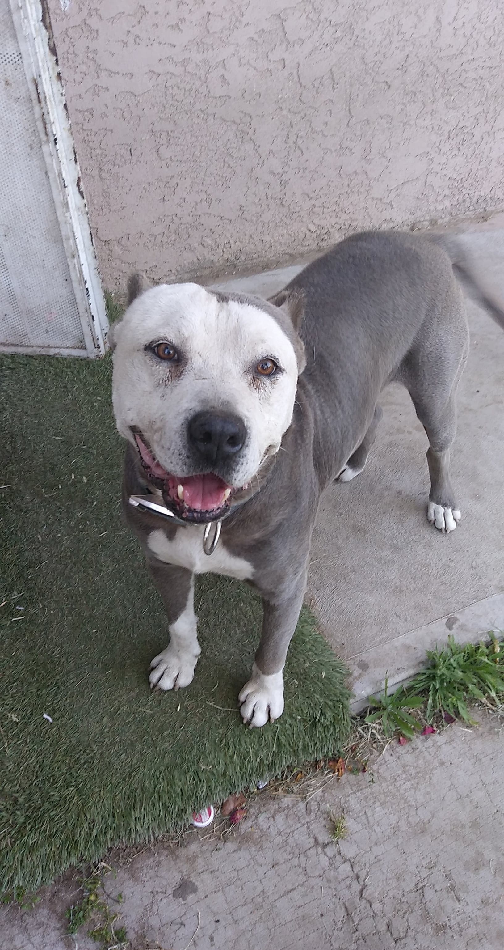 Capone, back home in California