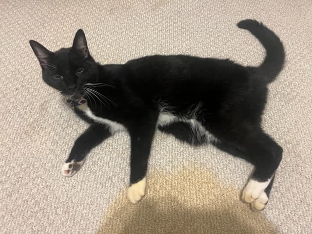 SPIKE, back home in Georgia