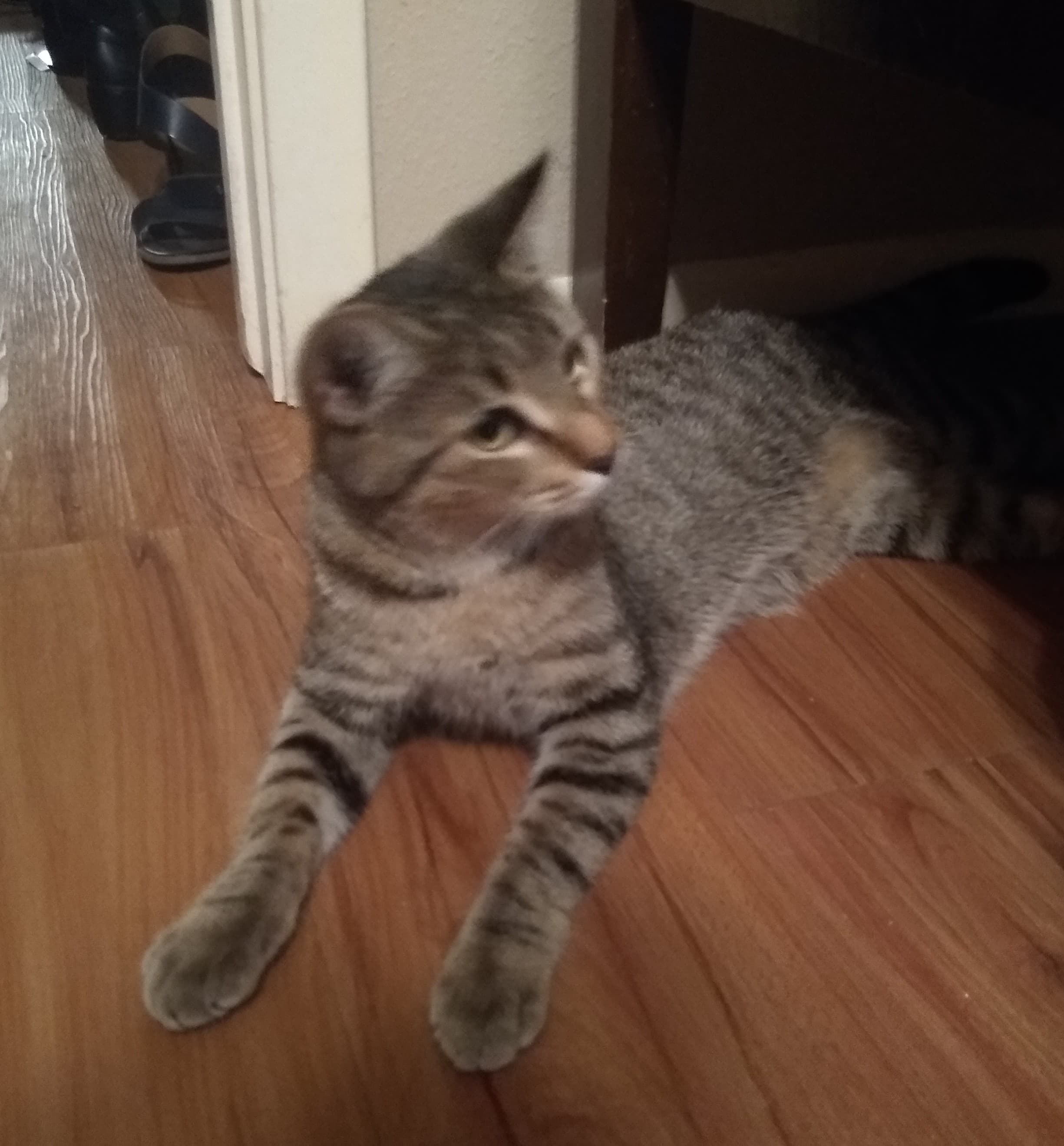 Tiger, back home in Texas