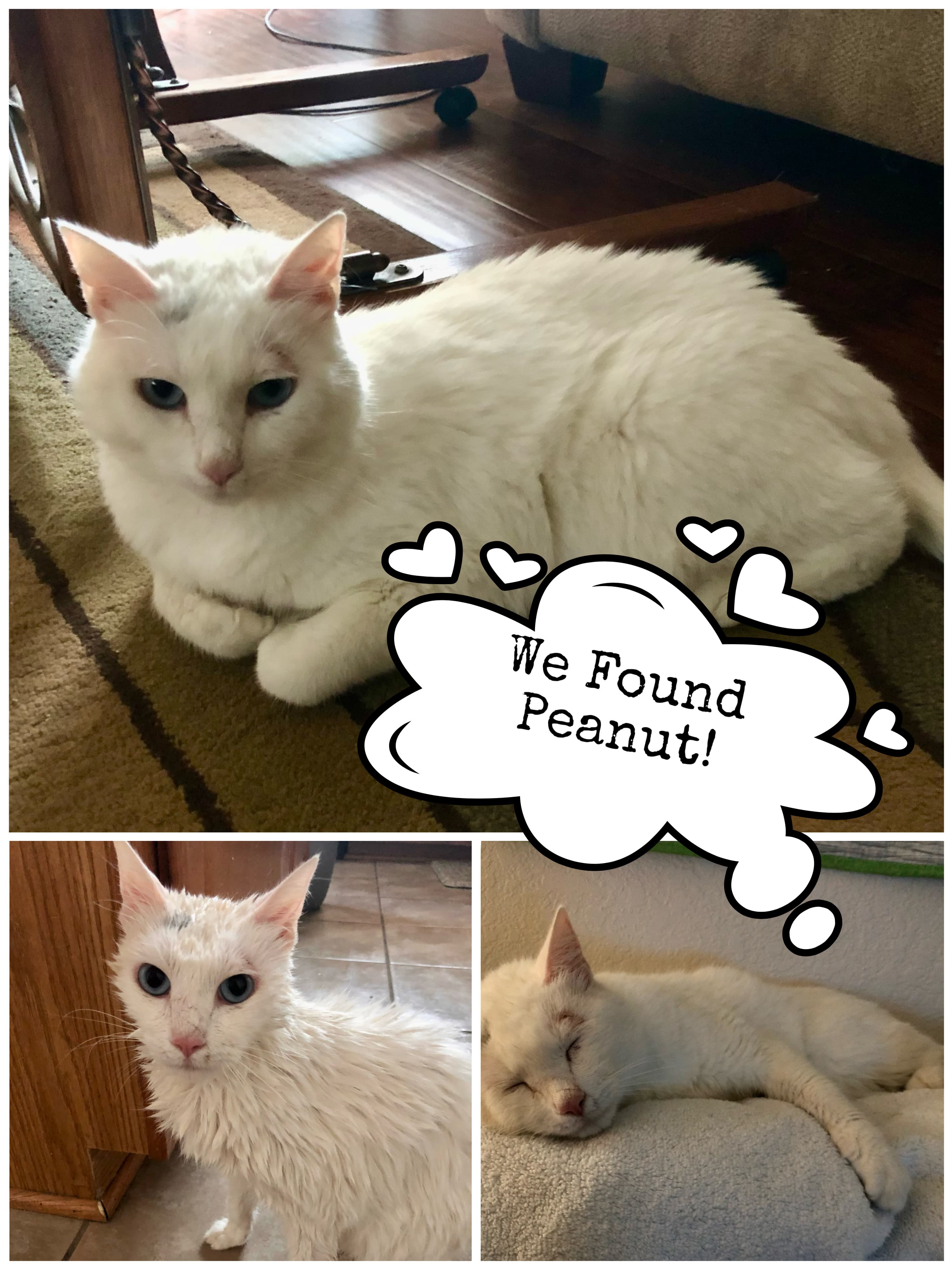 Peanut, back home in Texas