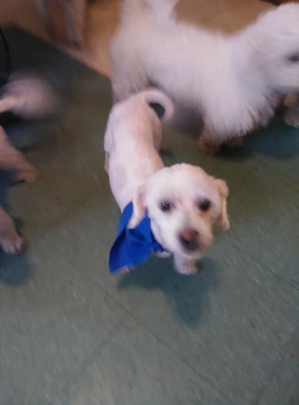 Coco, back home in Imlay City MI