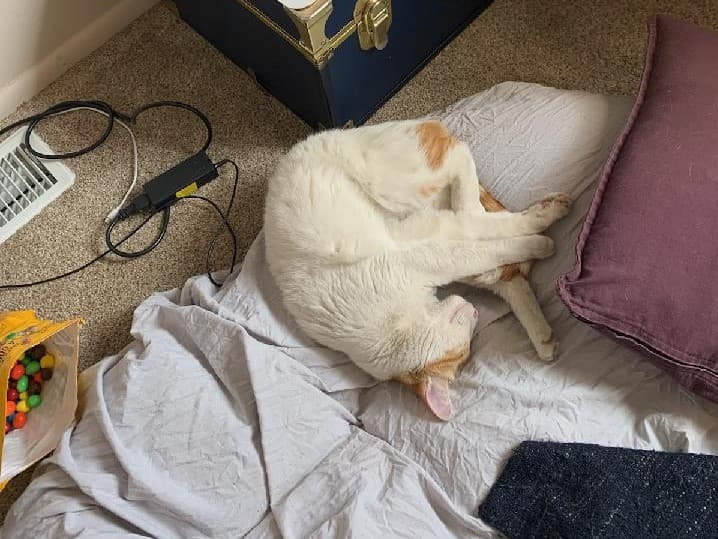 Katsuki, back home in Utah