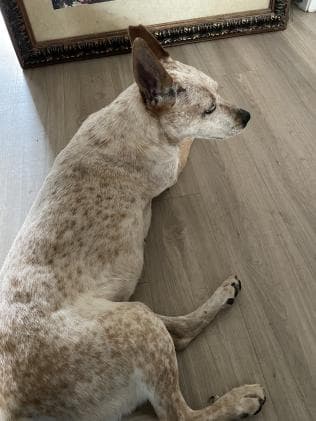 Honeydew, back home in Texas