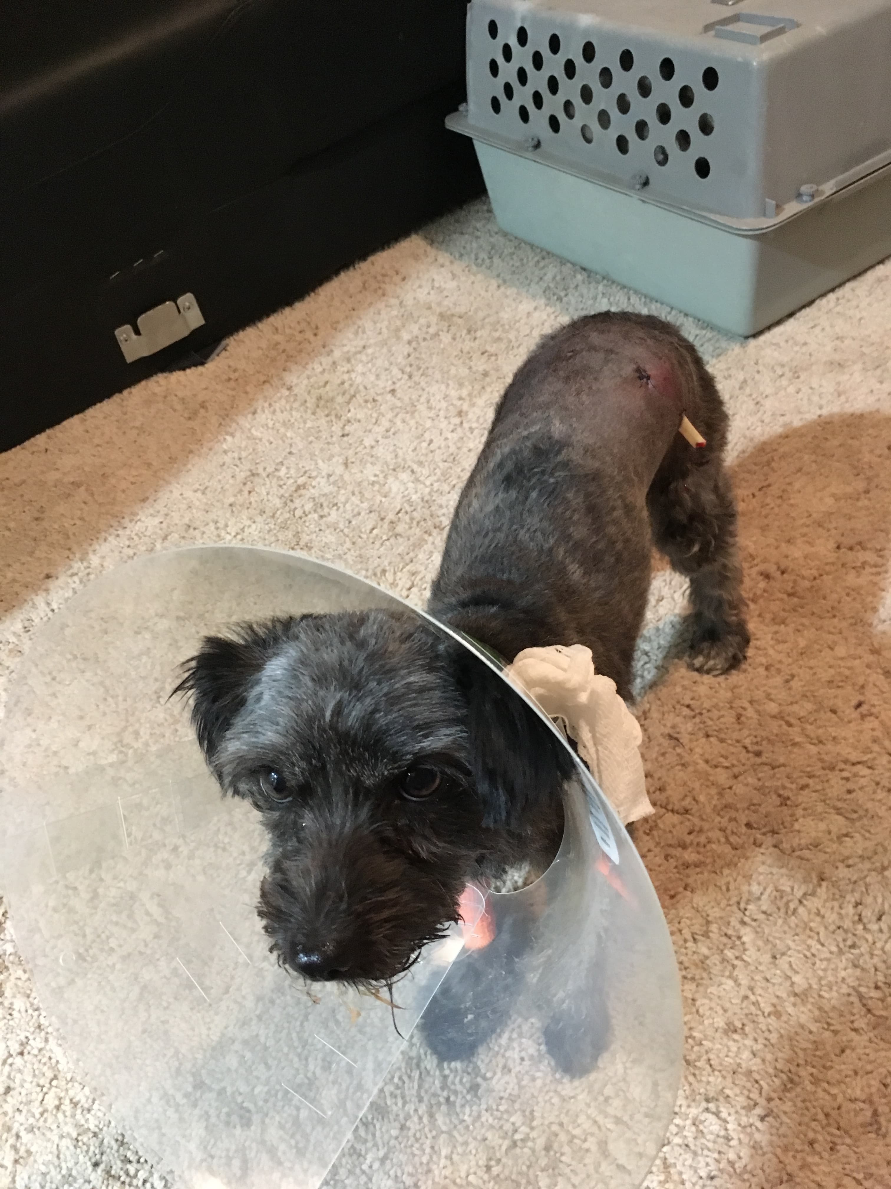 Chewie, back home in Fountain CO