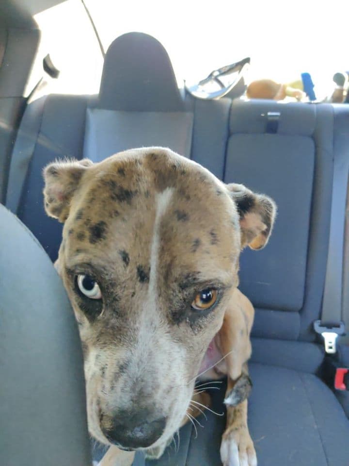 JESSIE, back home in Minnesota
