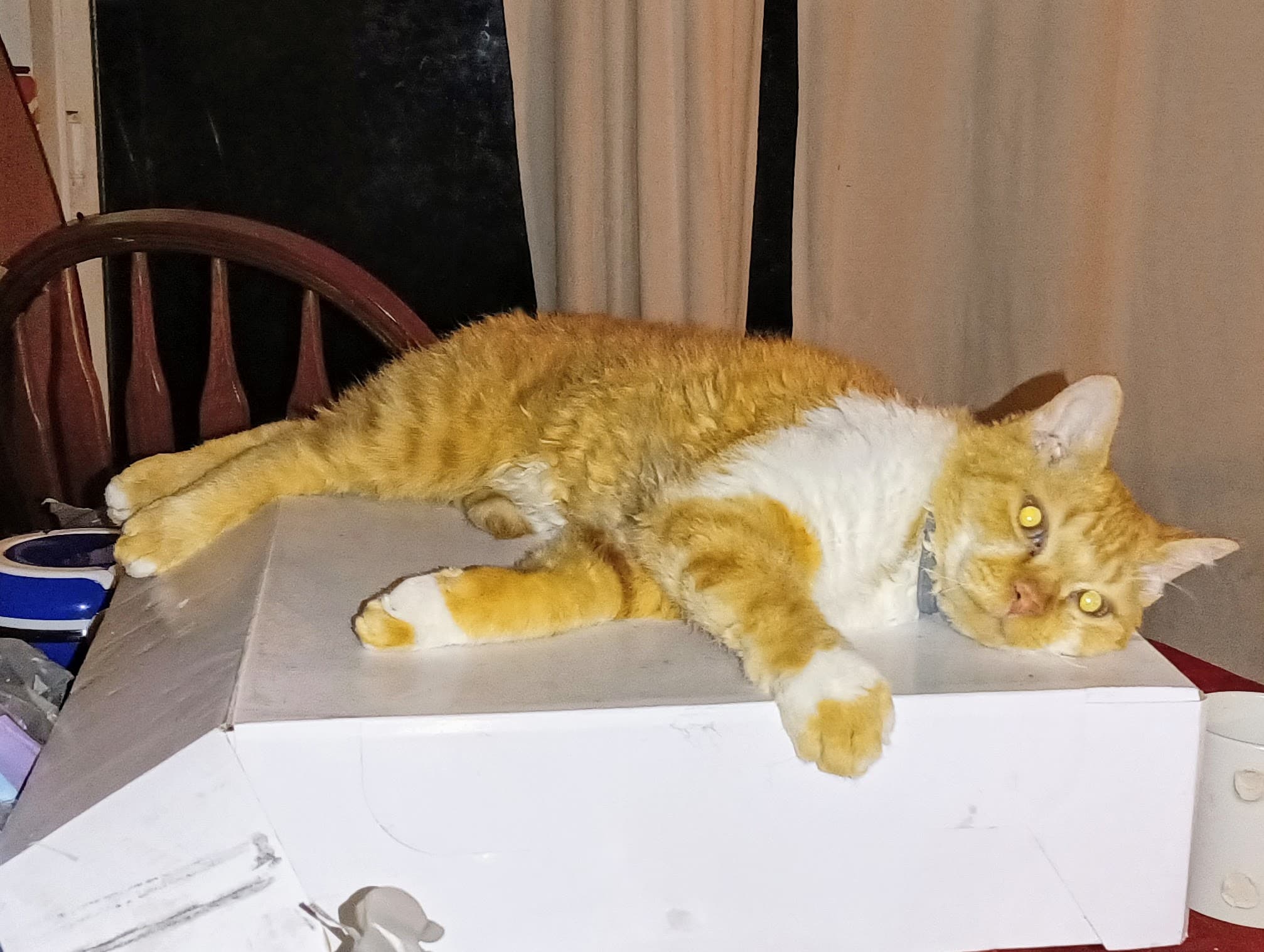Lucifer "Luci", back home in Florida