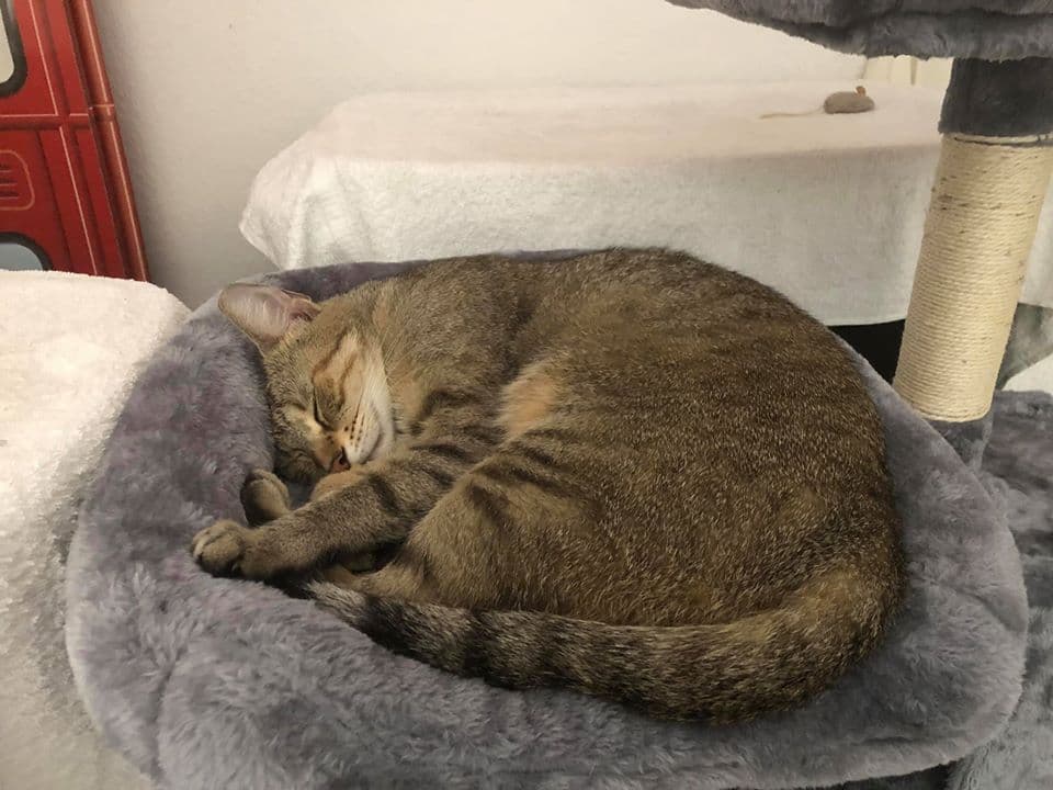 Luna Abby, back home in Florida