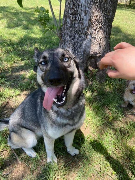 Mila, back home in Texas