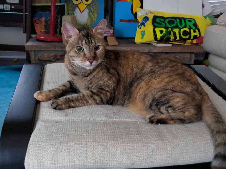 Musya, back home in Illinois