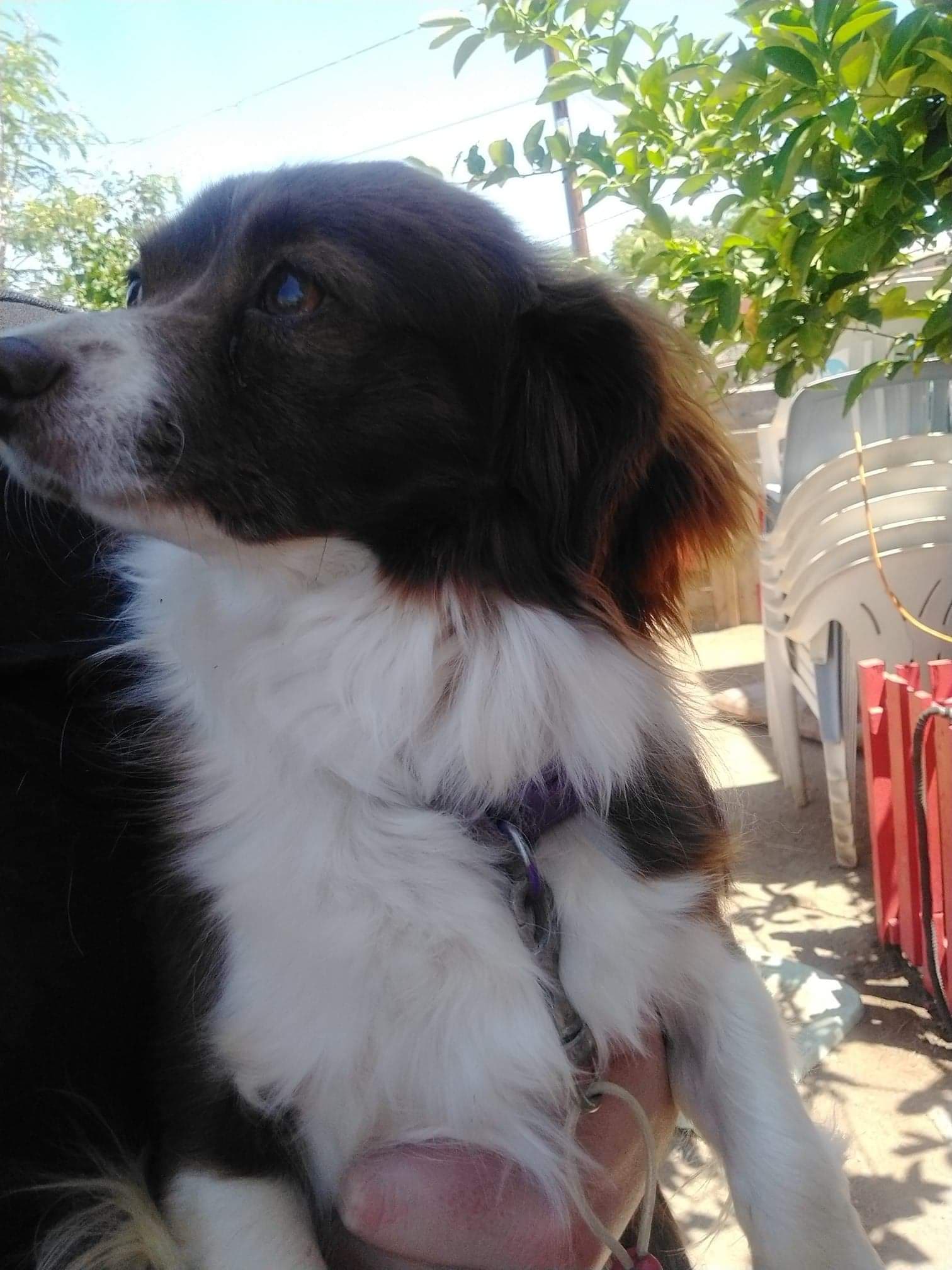 Gizmo, back home in Arizona