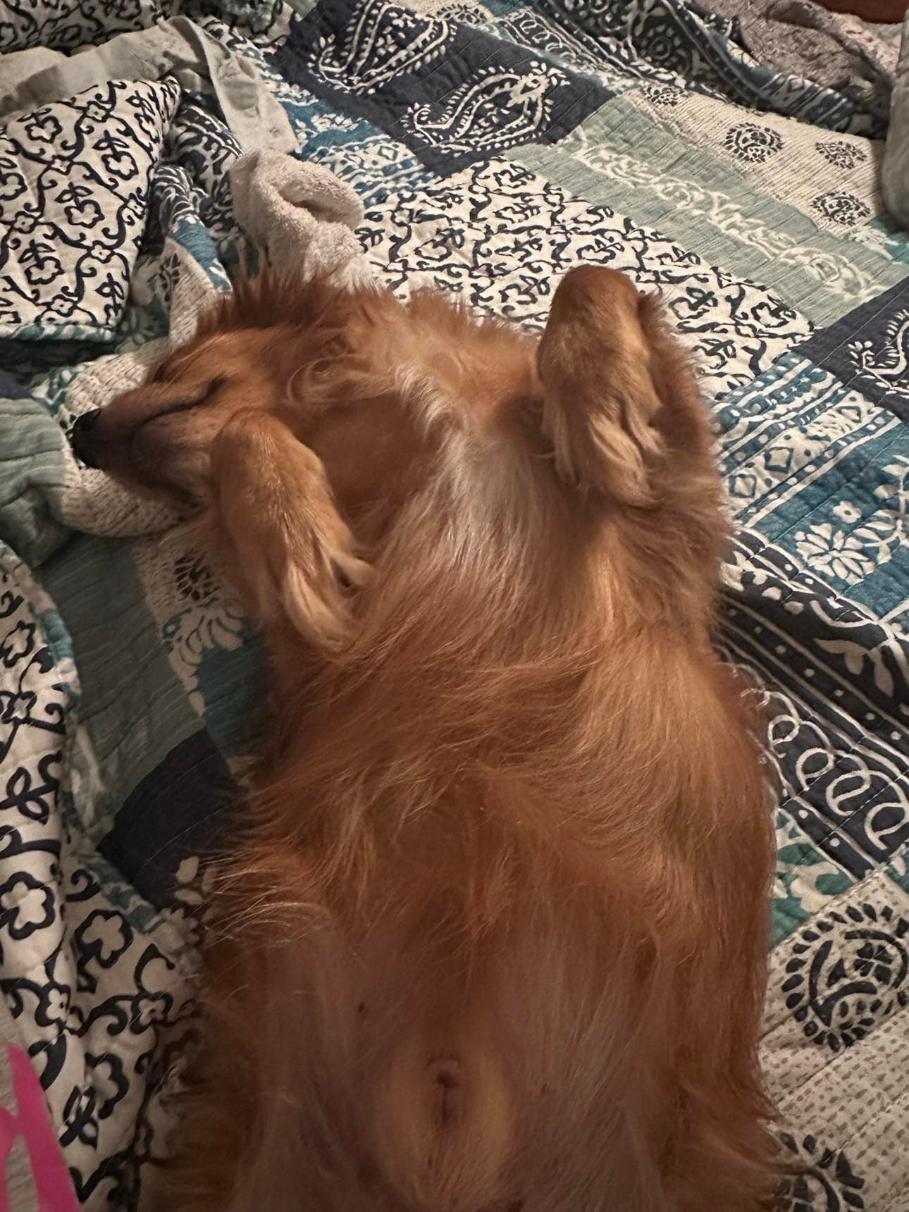 Little Man, back home in Georgia