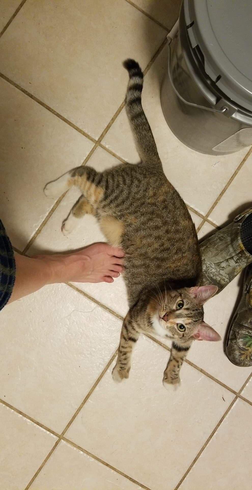 Loki Lee Ingram, back home in Norfolk VA