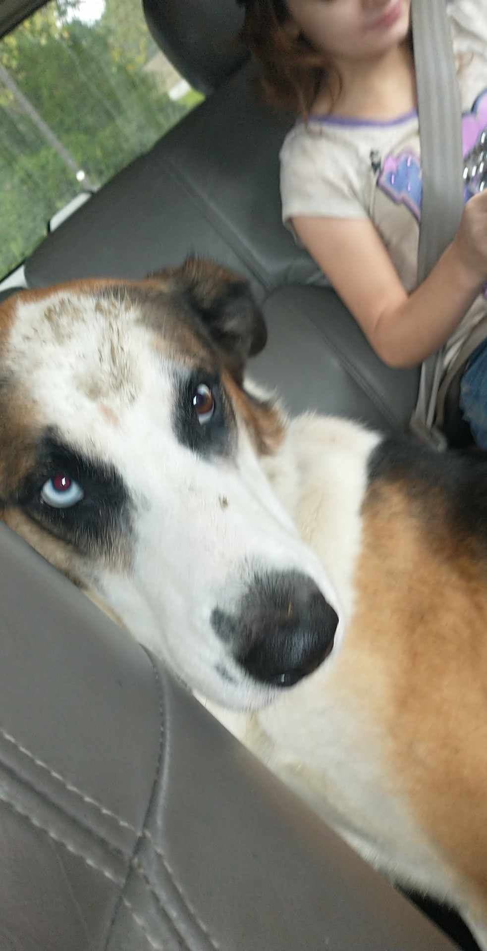 Panda, back home in Indiana