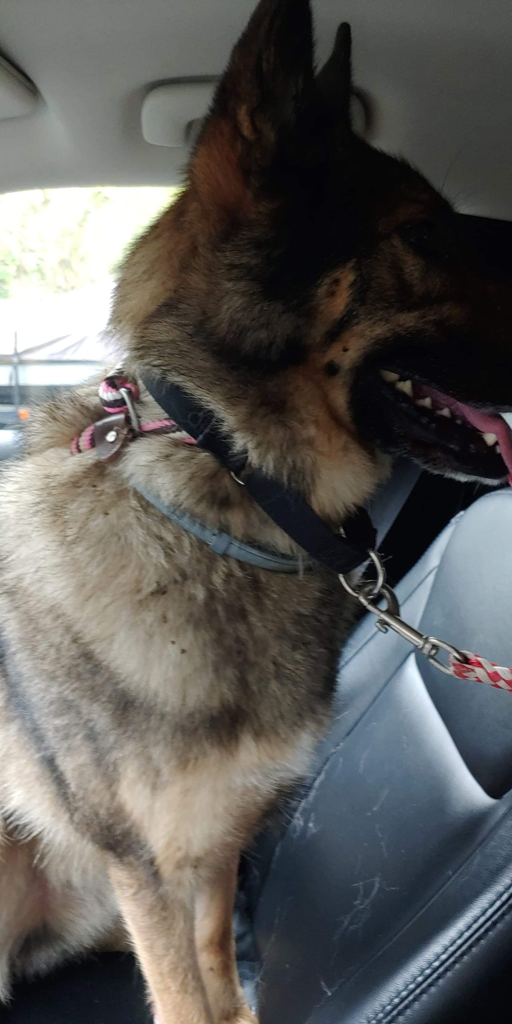 Tank, back home in Illinois