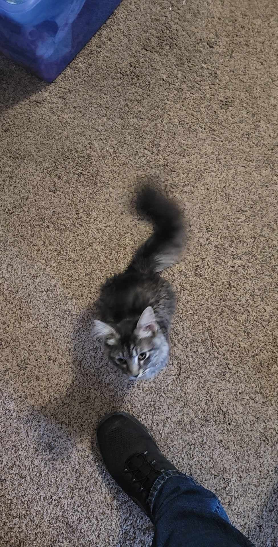 Nemesis, back home in Texas