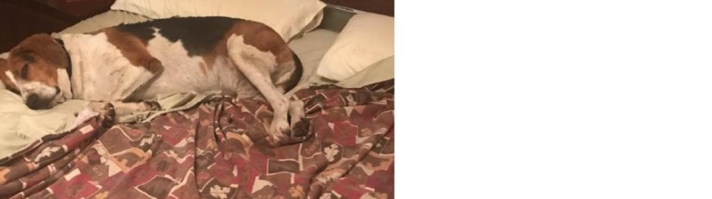 Roscoe, back home in New Jersey