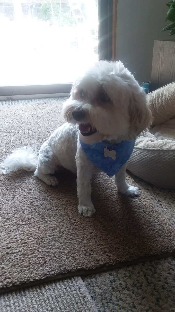 Gizmo, back home in North Carolina