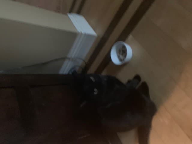 Winnie, back home in huntington beach CA