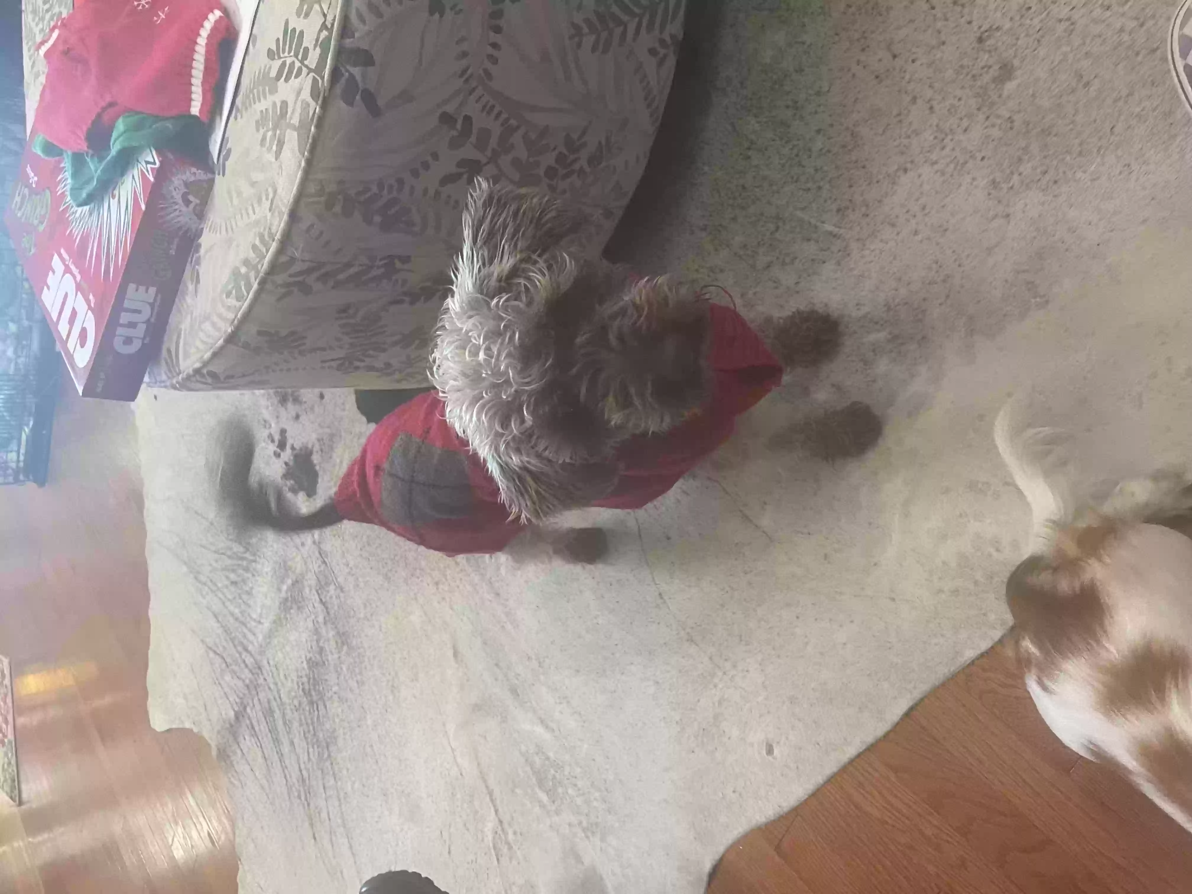 Birdie, back home in Alabama