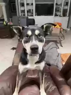 Gracie, back home in Texas