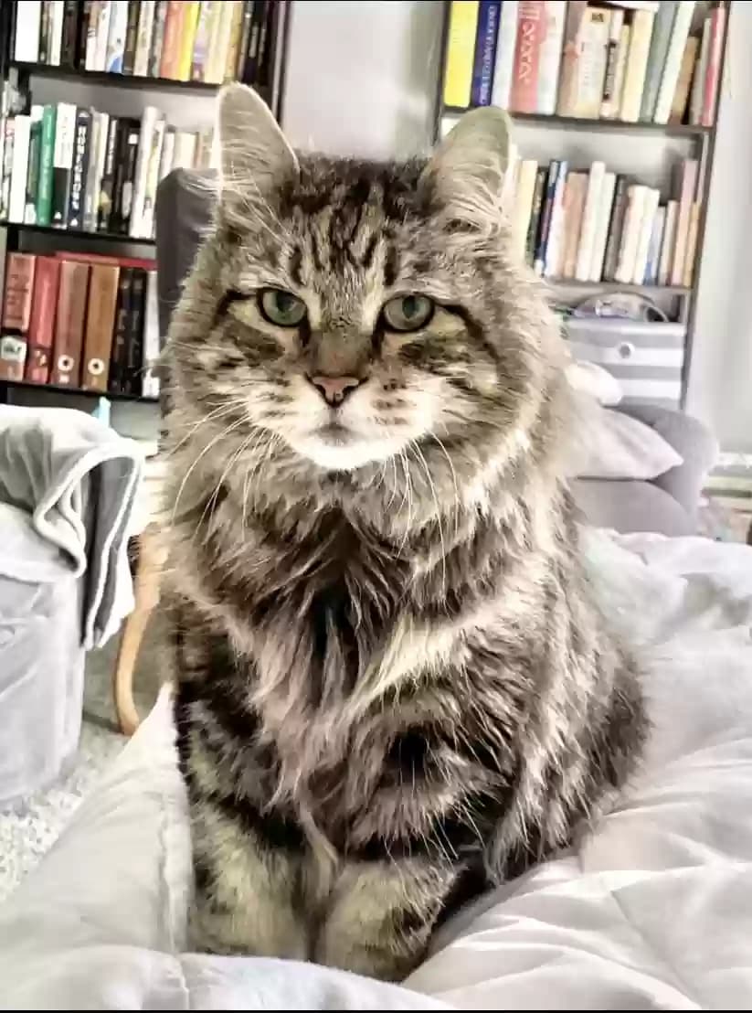 Kitty, back home in Ohio