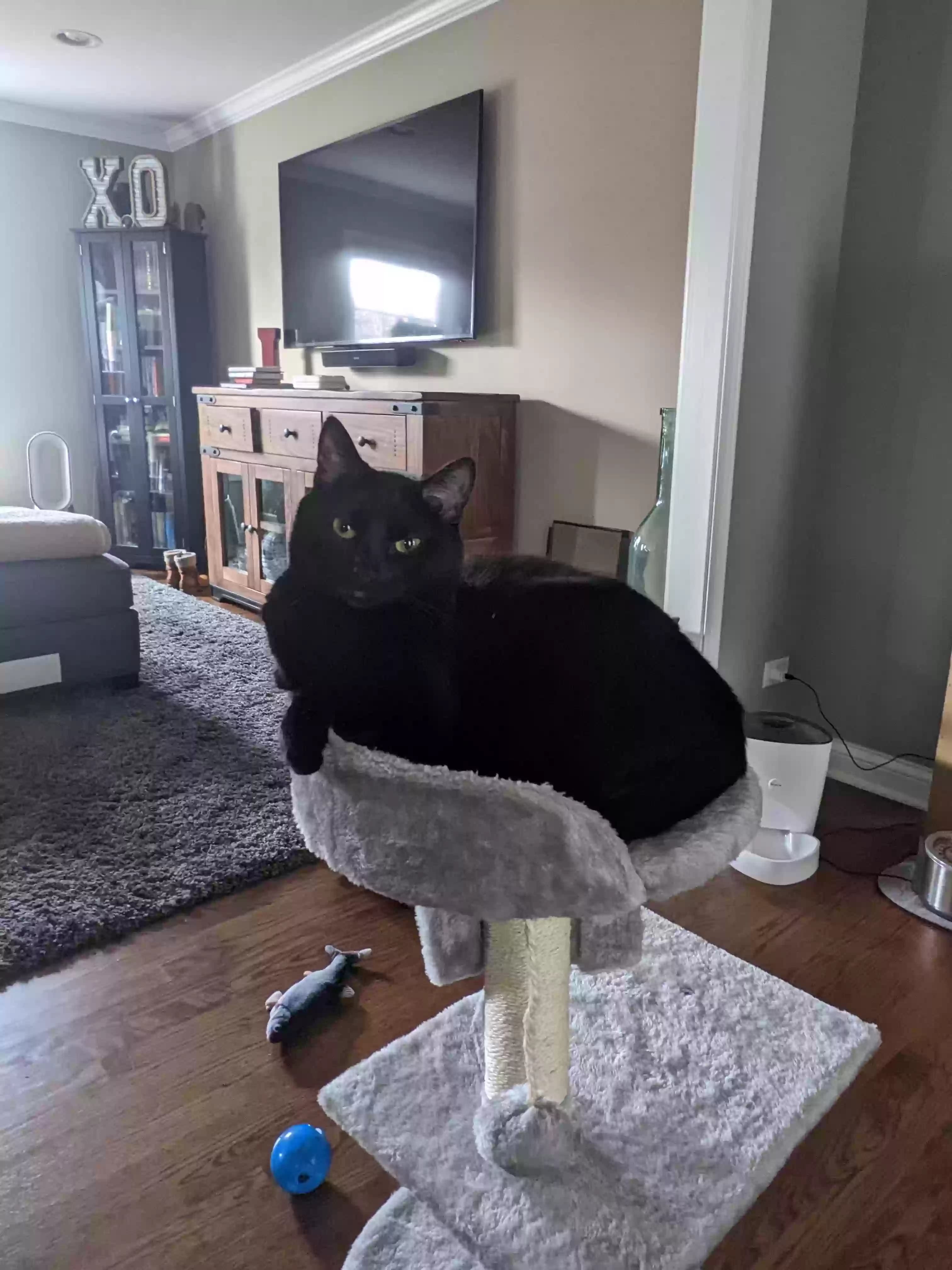 Shouko, back home in Illinois
