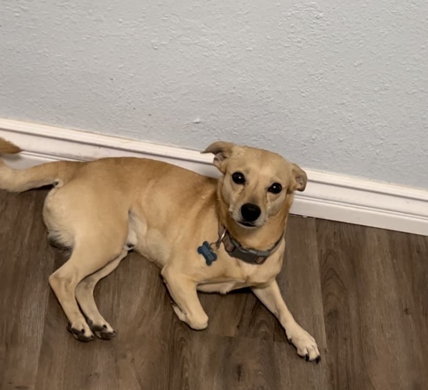 Toby, back home in California