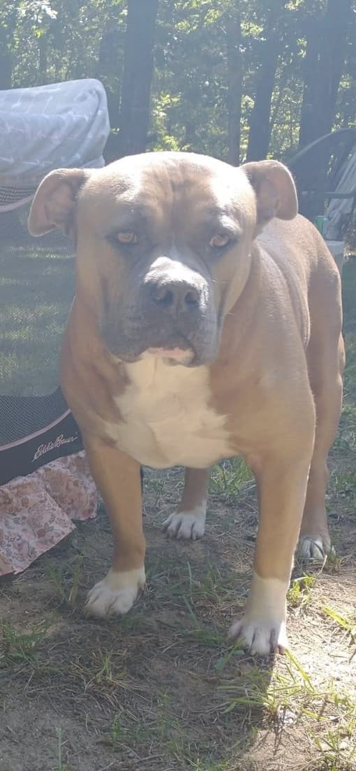 Buddy, back home in New Jersey