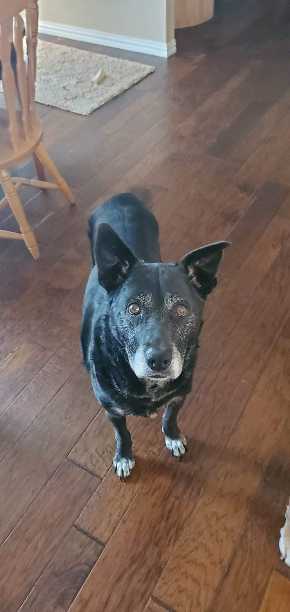 Joey, back home in Texas