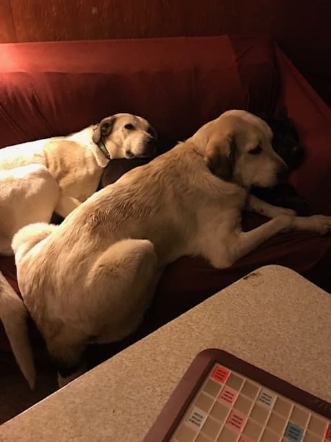 Molly and Murphy, back home in Oklahoma