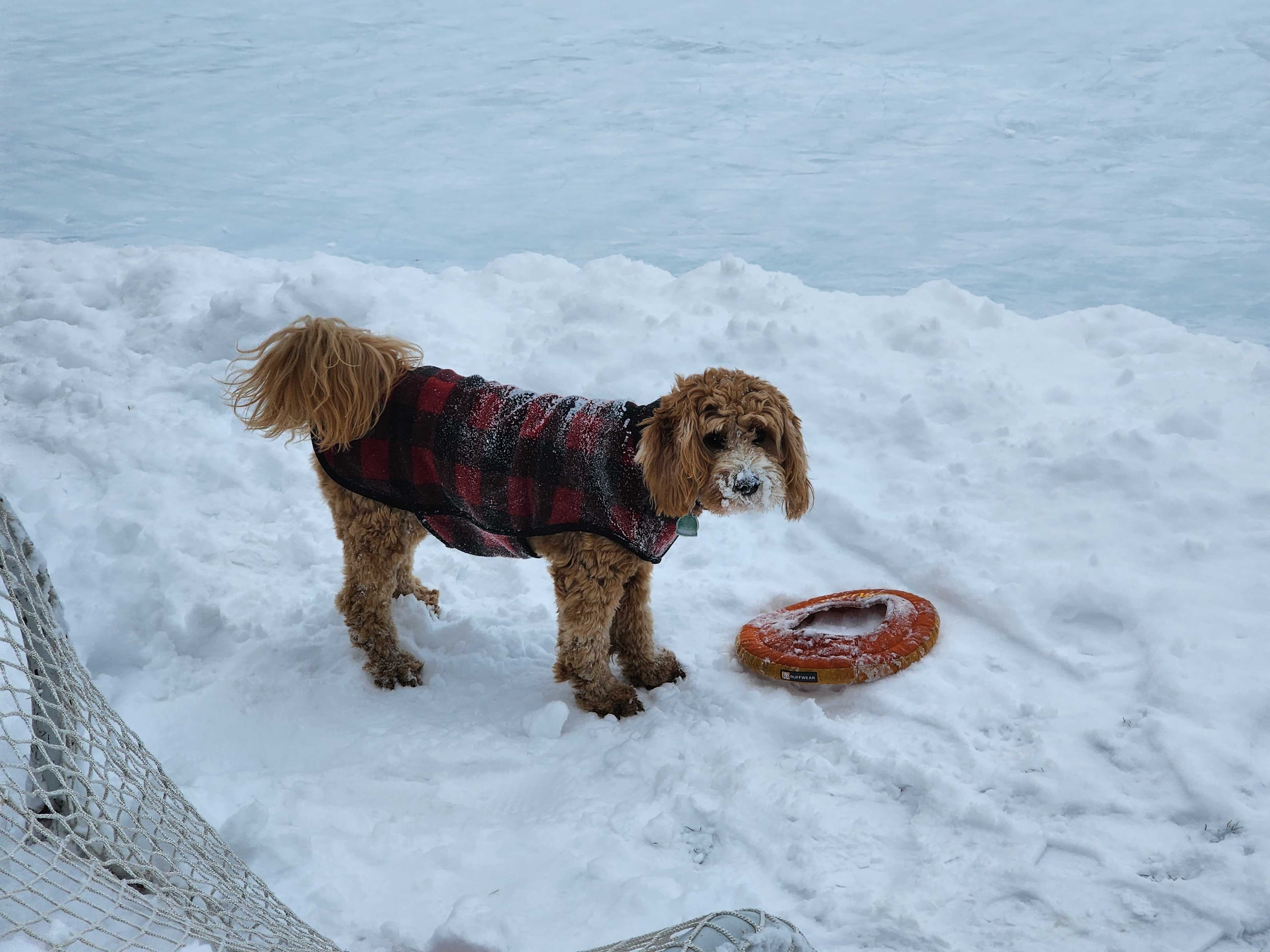 Lily, back home in Michigan