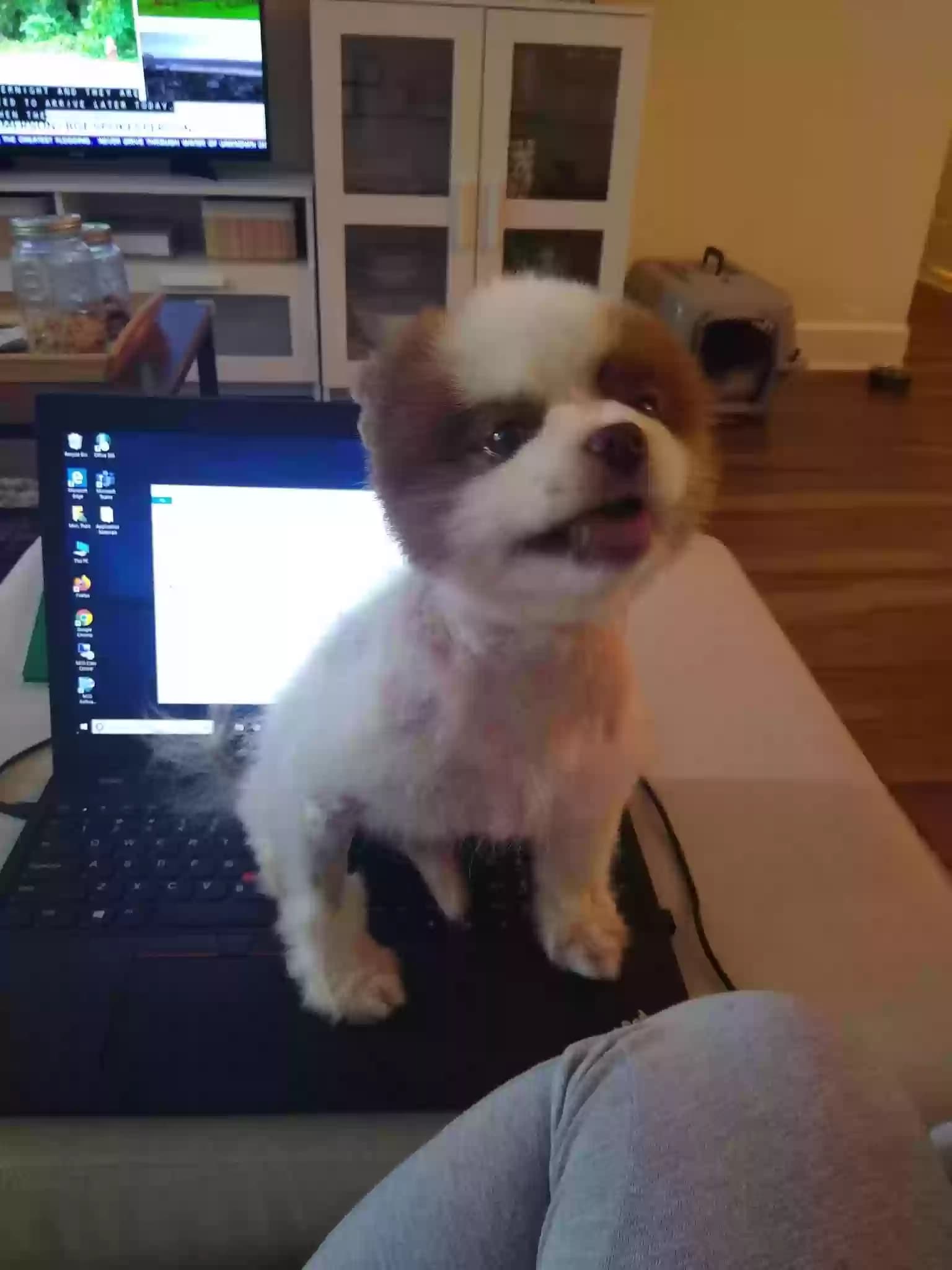 Teddy, back home in North Carolina