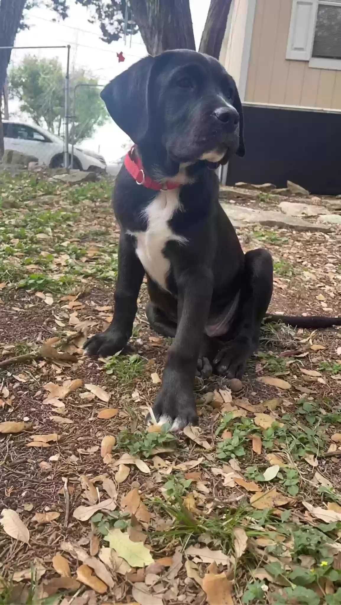 Beau, back home in Texas