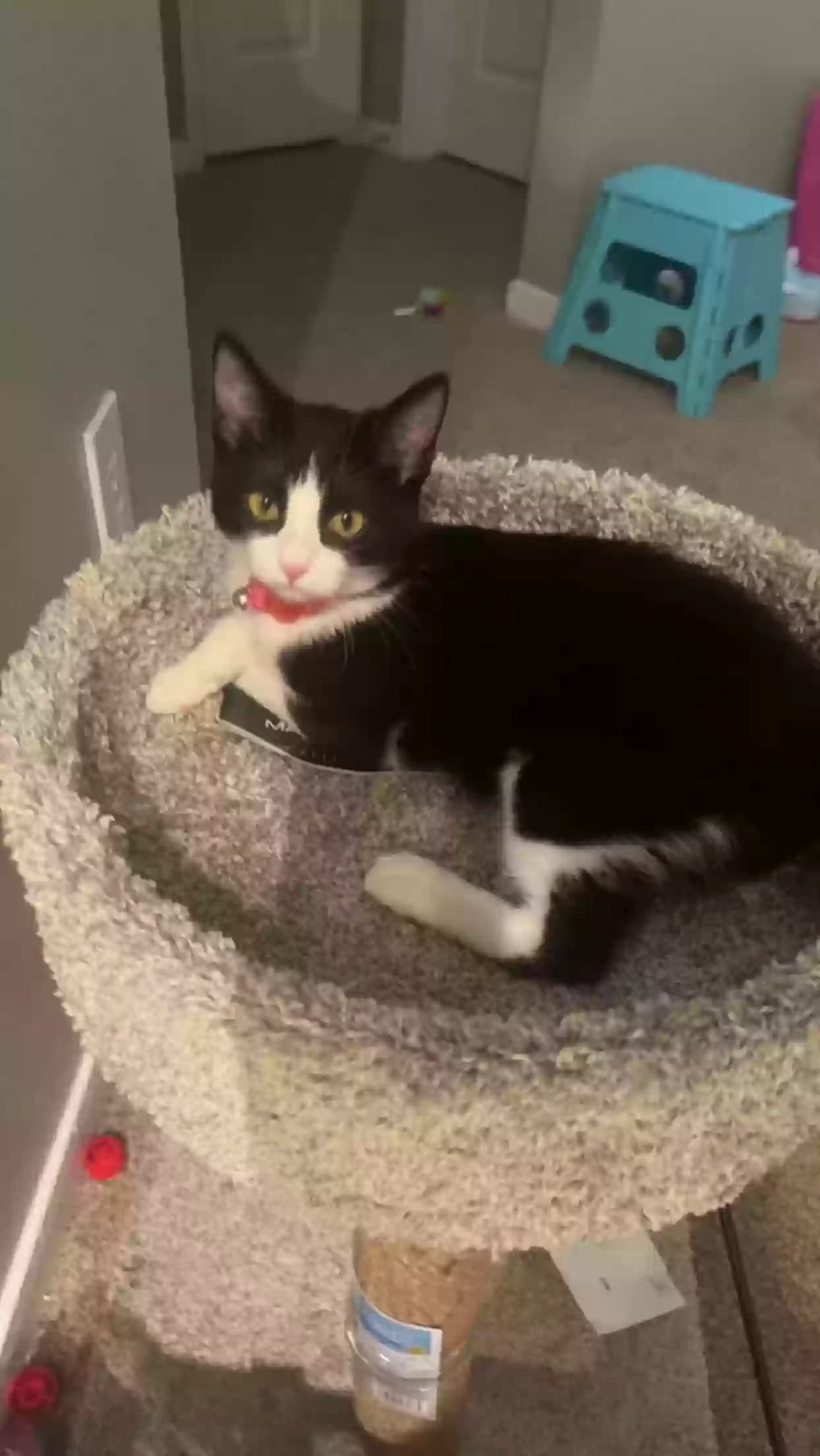 Stella, back home in Texas