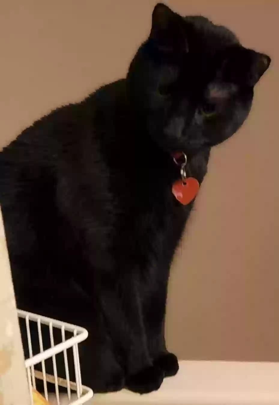 Luna, back home in Virginia