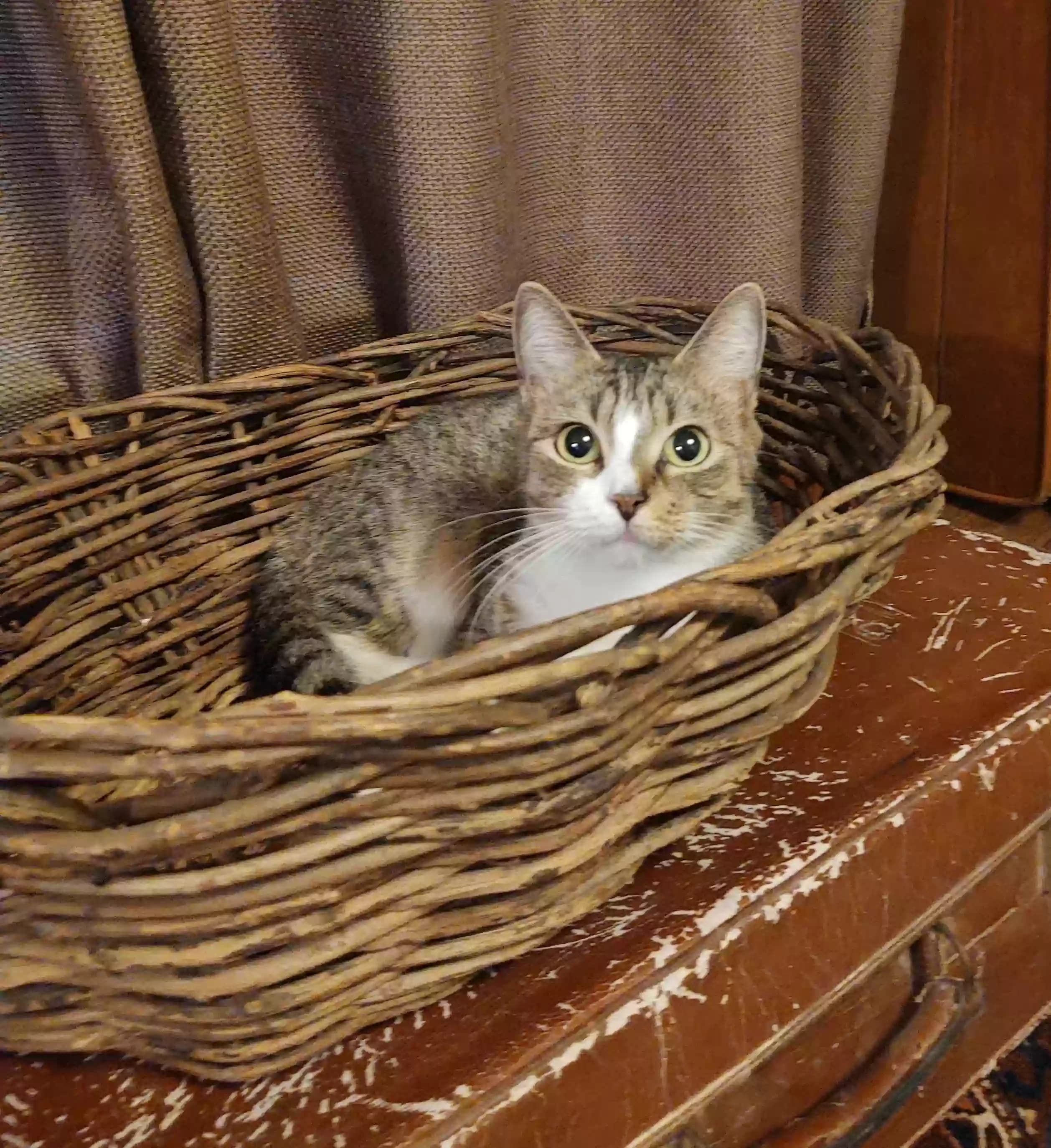 Kitty, back home in South Carolina