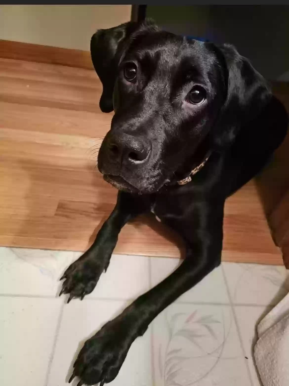 Nala, back home in Massachusetts