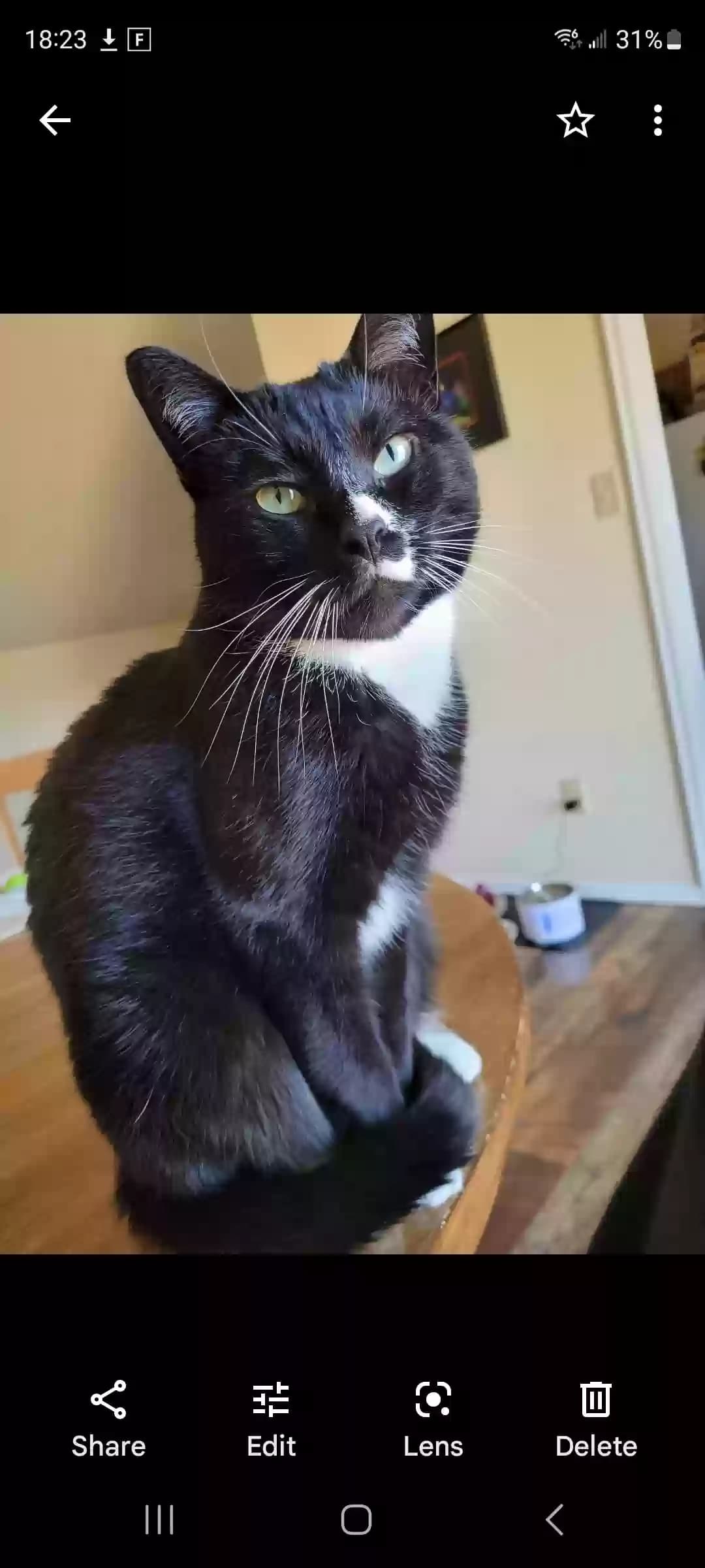 Mufasa, back home in Colorado