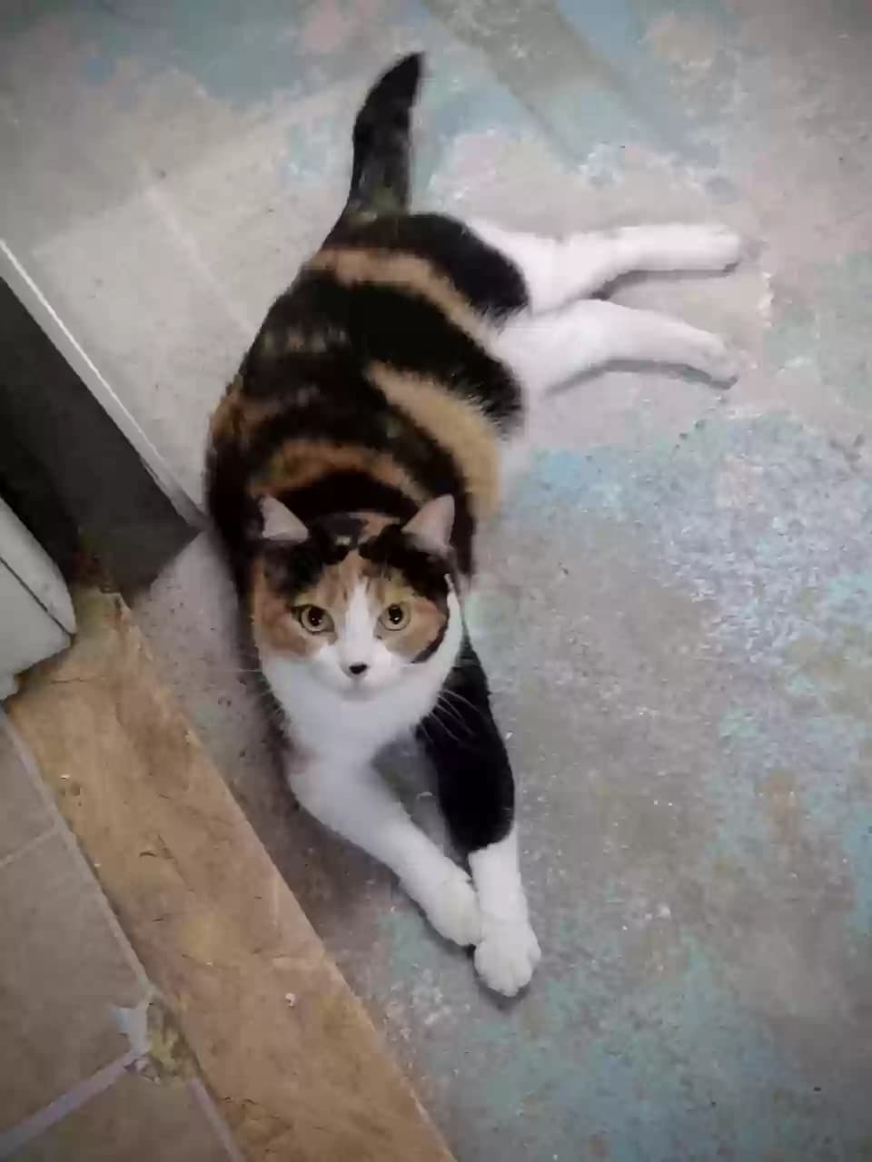 Clementine, back home in Kentucky