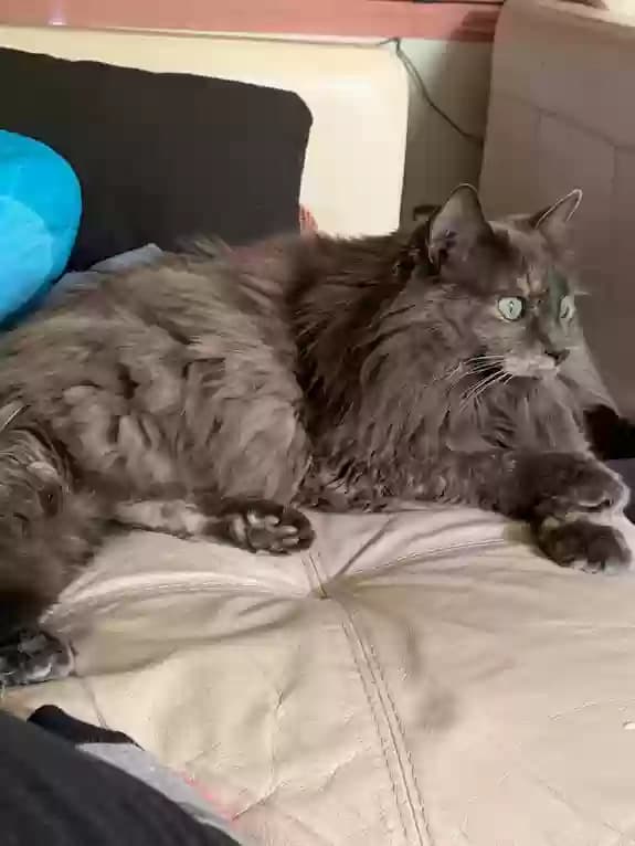 Sugar (Suga Suga), back home in California