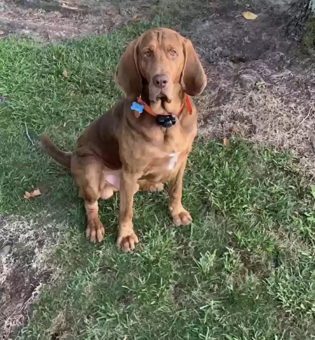 Tucker, back home in North Carolina