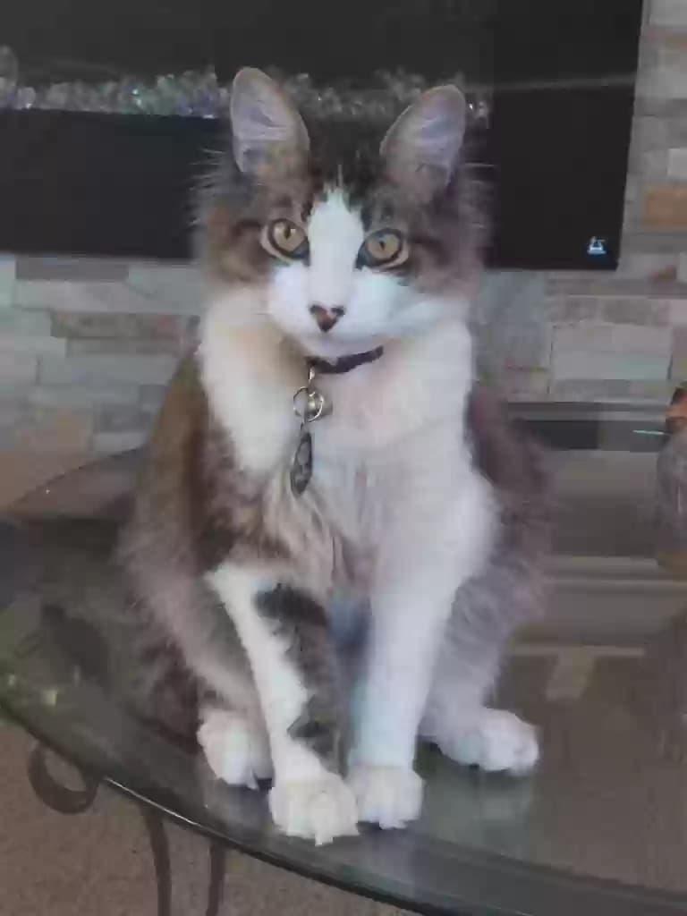 Sesame, back home in Florida