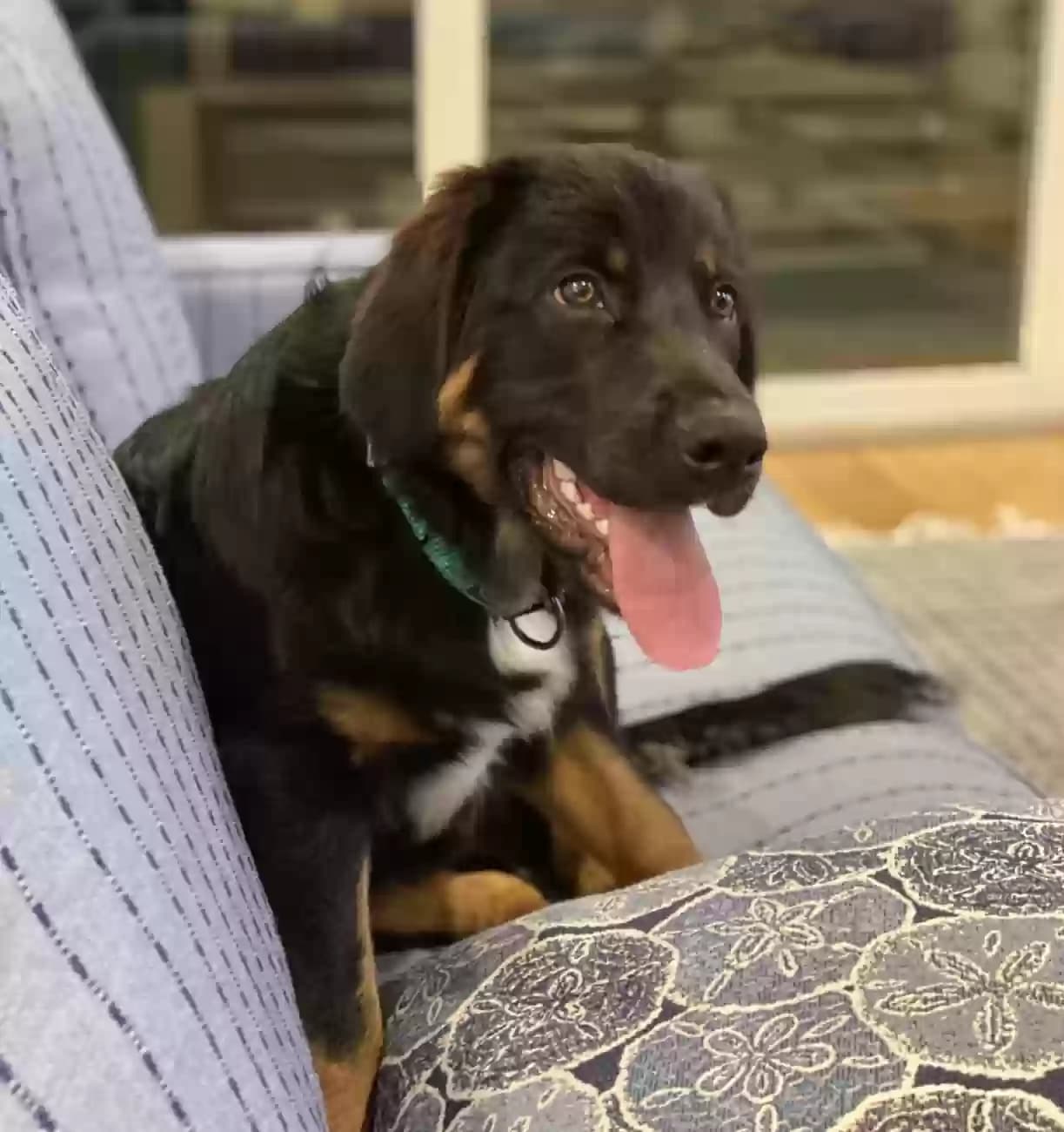 Bo, back home in Florida