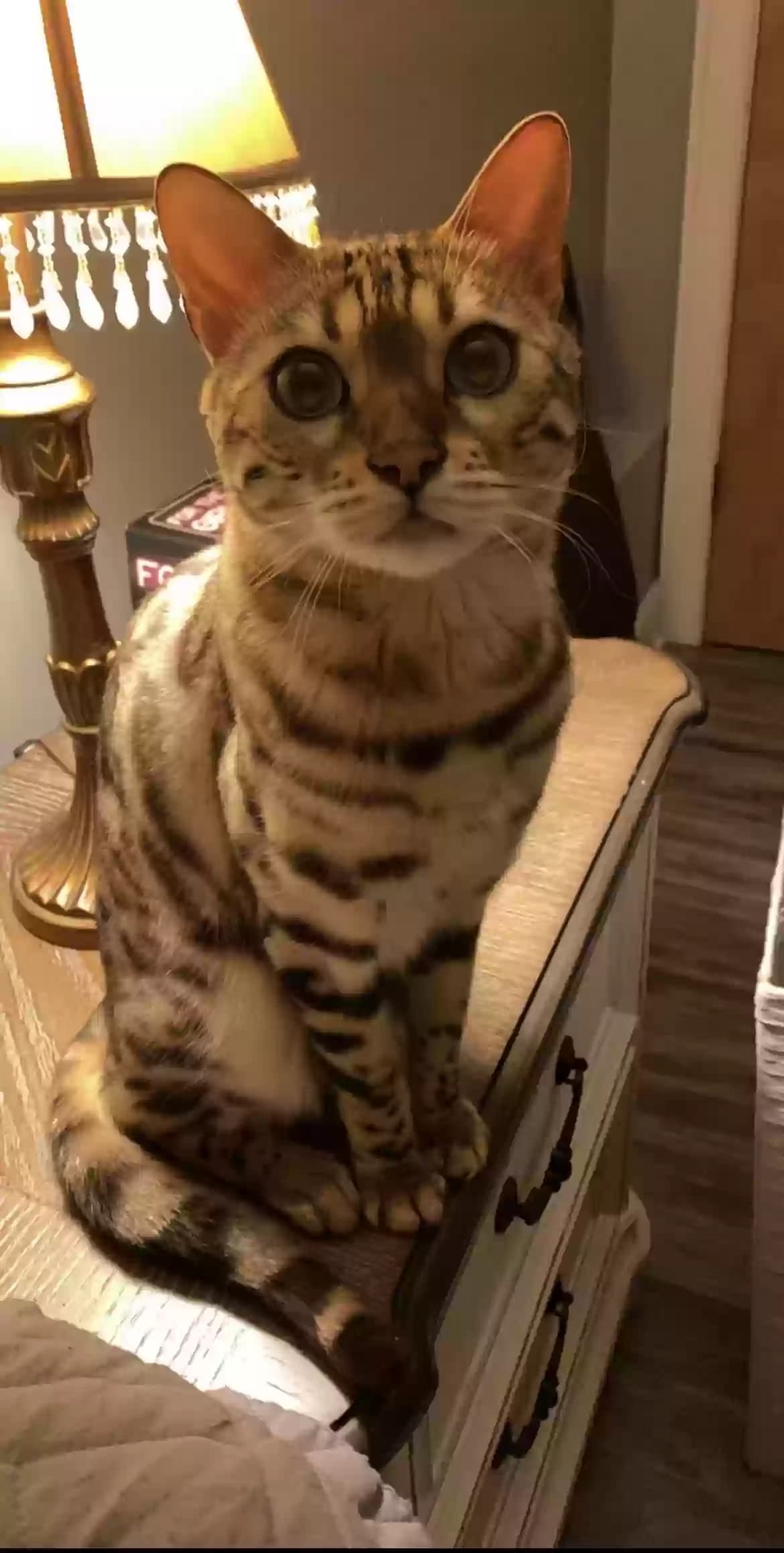 Django/ Kitty, back home in New York